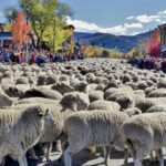 From-Lamb-Chop-Lover-to-Sheep-Rancher-Diane-Peaveys-Journey-of-Love-and-Tradition-infopulselive