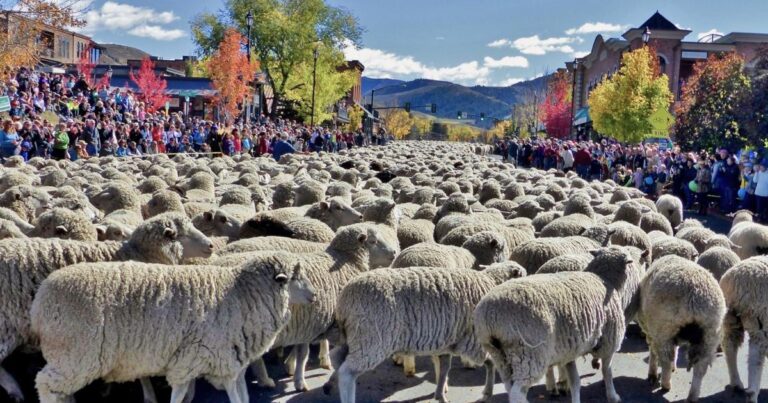 From-Lamb-Chop-Lover-to-Sheep-Rancher-Diane-Peaveys-Journey-of-Love-and-Tradition-infopulselive