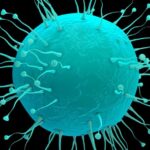 Nipah Virus Outbreak Update: New Cases Emerge in Kerala, India Nipah-Virus-Outbreak-Update-New-Cases-Emerge-in-Kerala-India-infopulselive